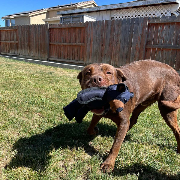Jouets pour chiens en forme d'ours indestructibles et interactifs pour les chiens qui mâchent fortement - IndestructiOurs 2.0